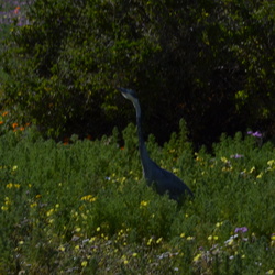WC Nature Reserve Flowers